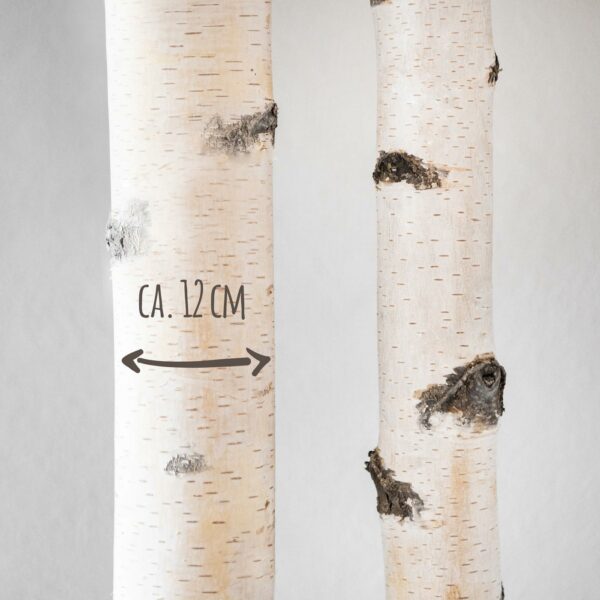 Berkenstam tot 3 meter & Ø ca. 12 cm