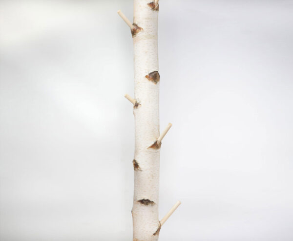 Berkenstam Kapstokhaak tot 3 meter & Ø ca. 10 cm