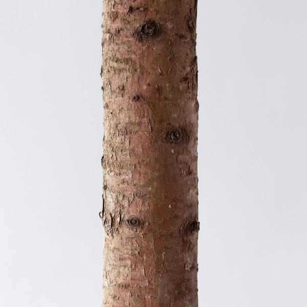 Dennentak 300 cm