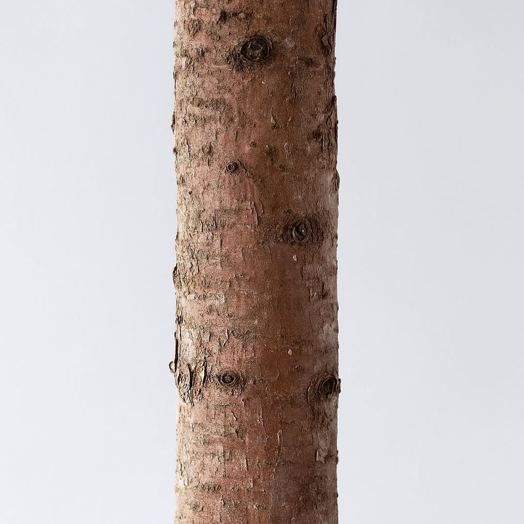 Dennentak 300 cm